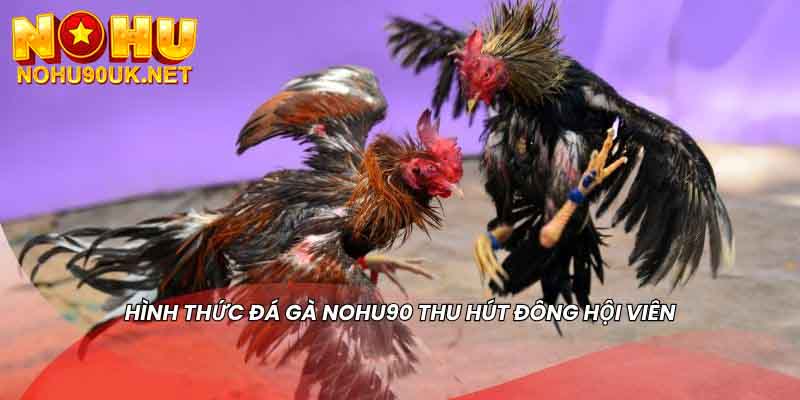 Kinh nghiệm chơi đá gà tại NoHu90 hiệu quả